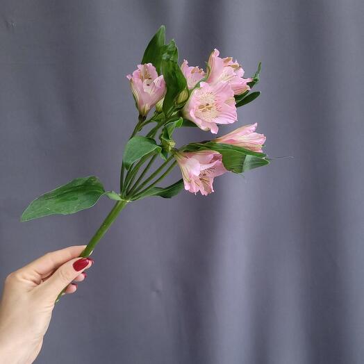 Alstroemeria is light pink