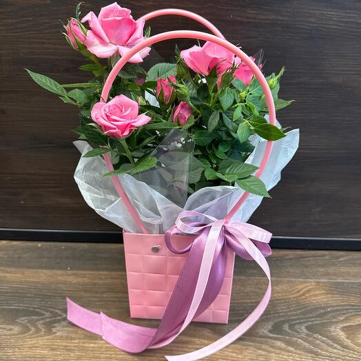 Комнатное растение Роза яркая