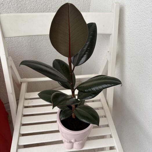 Комнатное растение Фикус Эластика в подарочном кашпо