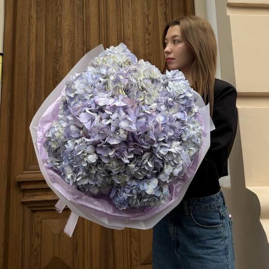 Букет из 17 сиреневой гортензии