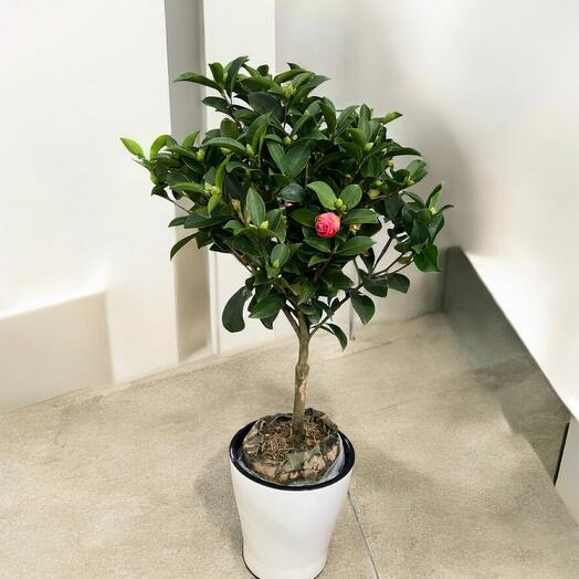 Камелия ( Японская Роза)