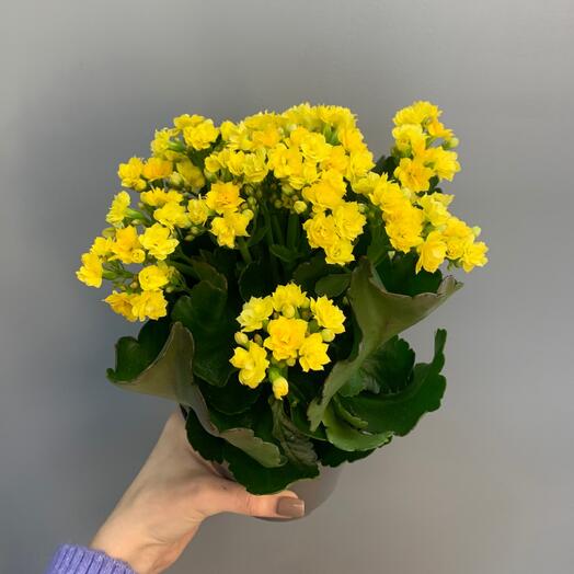 Каланхоэ желтое декоративное