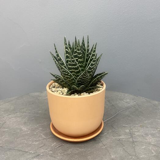 Алоэ «Тики-таки»