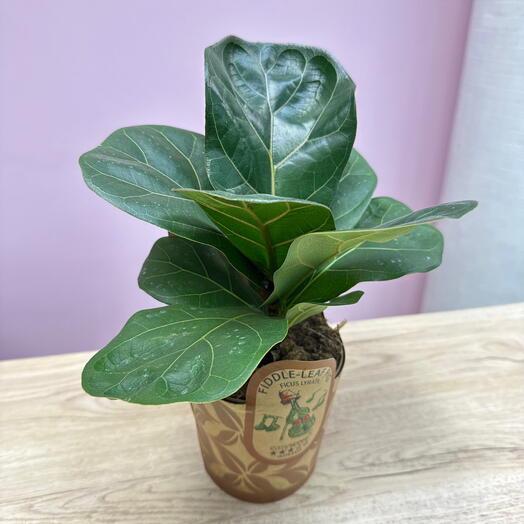 Фикус Лирата