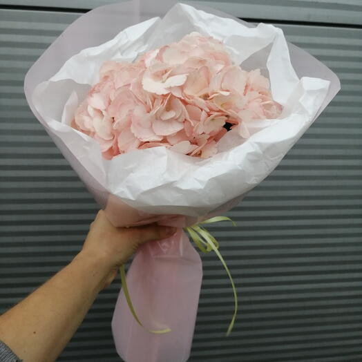 Розовая гортензия