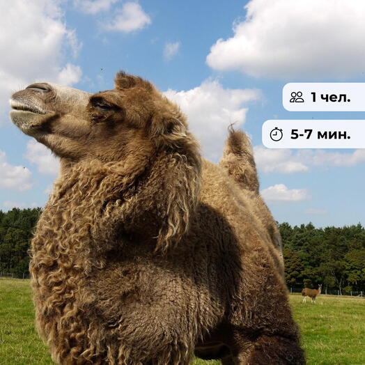 Корабль пустыни.  Катание на верблюде