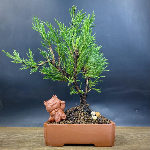 Бонсай Можжевельник, 33 см, 7 лет