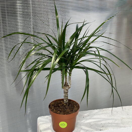 Драцена Маргината