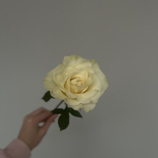 Роза «Мондиаль»
