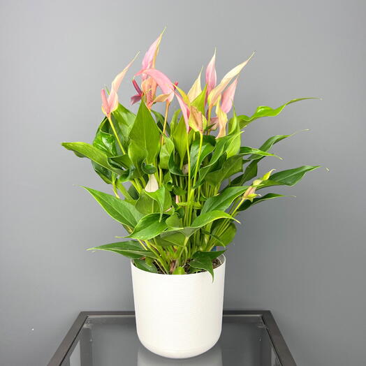 Антуриум Лили в белом горшке, высота 40см