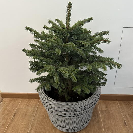 Ель живая в кашпо из ротанга(светло-серый)