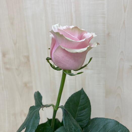 Пинк Мондиаль