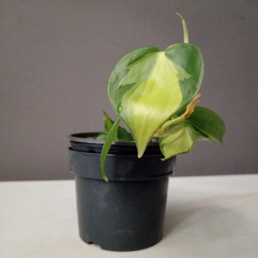 Филодендрон Сканденс Бразил