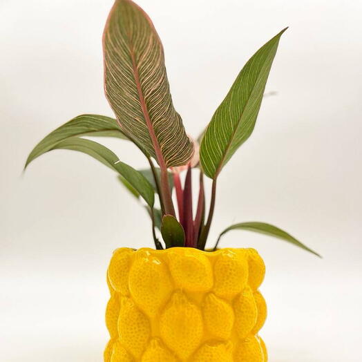 Филодендрон Пинк в кашпо Лимончик