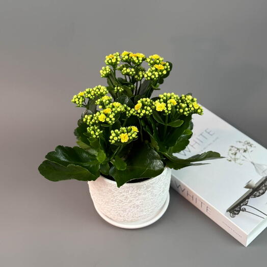 Каланхоэ (Символ семейного счастья)  с лимонными цветками в керамическом горшке