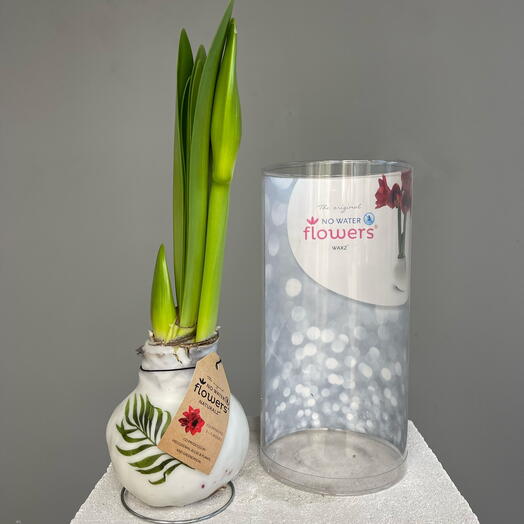 BOTANICAL GARDEN луковица амарилиса в воске с 2-мя бутонами в подарочной акриловой колбе, не требует ухода, без полива