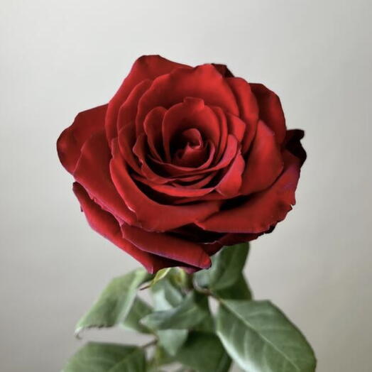 🌹Красная Эквадорская роза