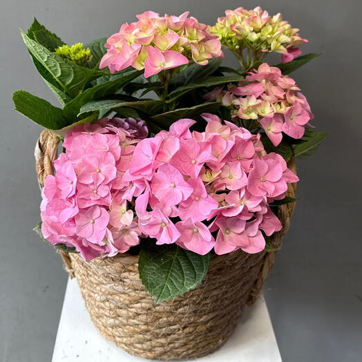 Гортензия 🥰🥰🥰