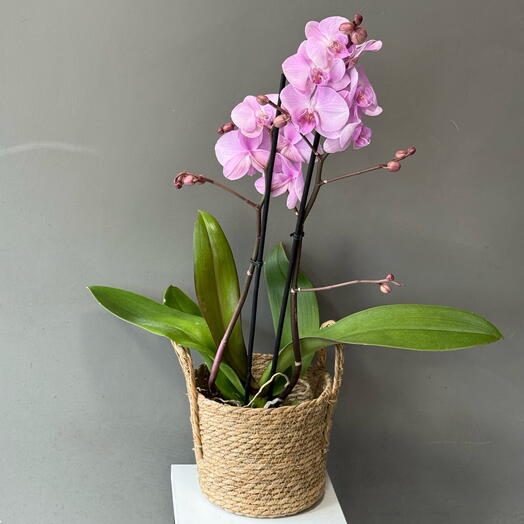 Орхидея ️️️