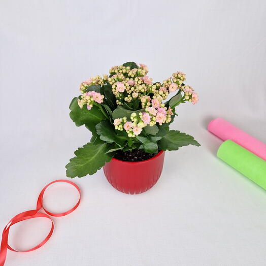 Розовый цветок комнатный Каланхоэ