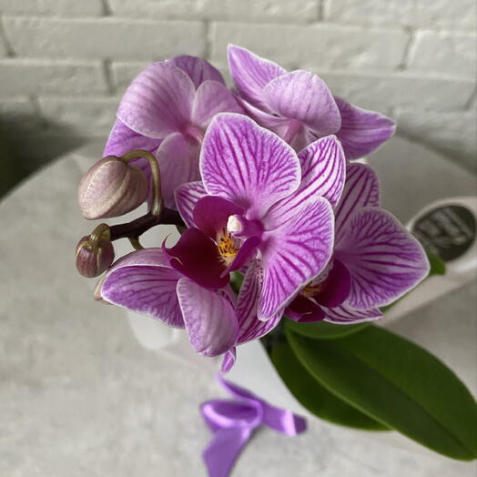 Орхидея мини пятнистая