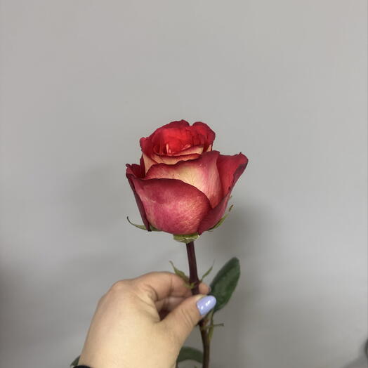 Роза Игуаза