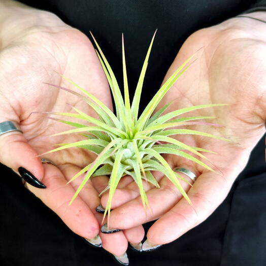 Тилландсия Ионанта Желтая (Tillandsia Ionantha Yellow)