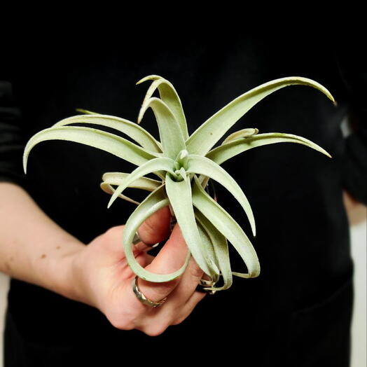 Тилландсия Харриса (Tillandsia Harrisii)