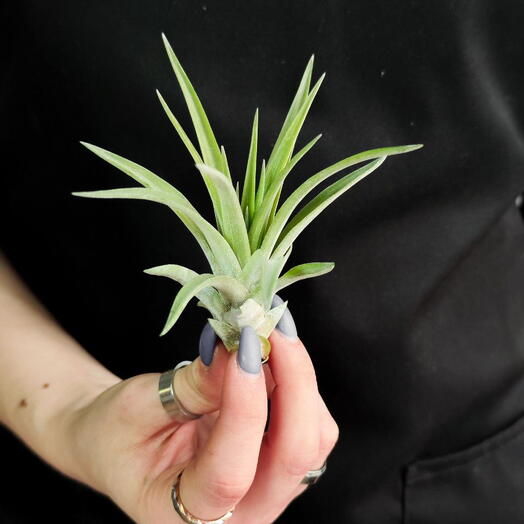 Тилландсия Мэджик Мини (Tillandsia Magic Mini)