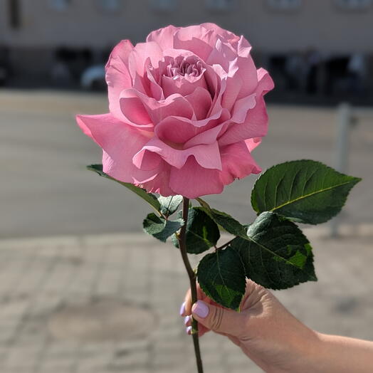 Розовая французская пионовидная роза Квинс Кроун
