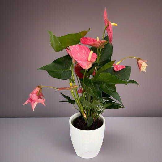 Anthurium Colorado