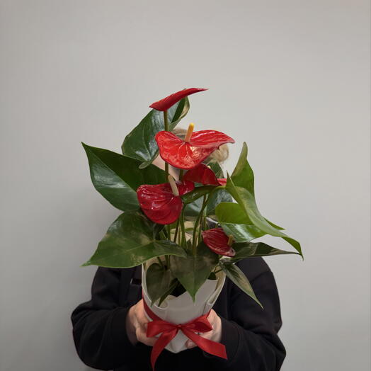 Антуриум Андре красный 12см