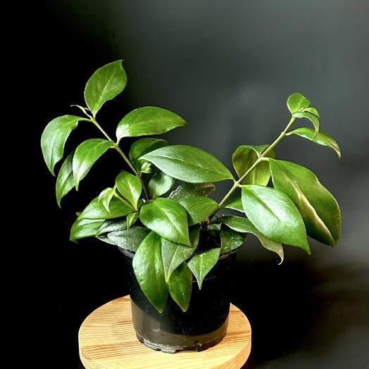 Эсхинантус Жар-Птица