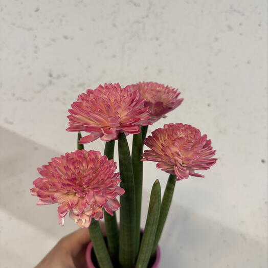 Сансевиерия PINK 🩷