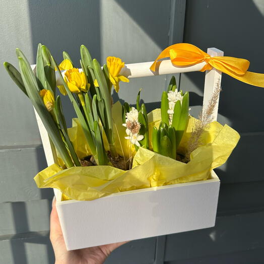 Ящичек с луковичными нарциссами и гиацинтами