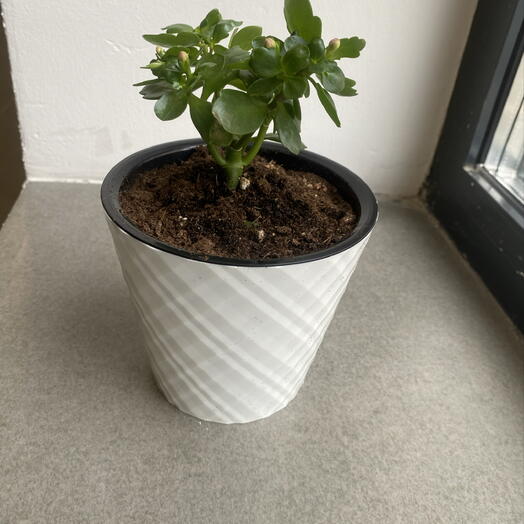 Каланхоэ в фазе бутонизации