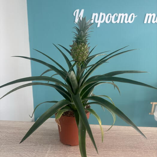 Ананас декоративный
