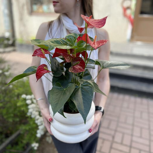 Антуриум алый к дизайнерском керамическом кашпо