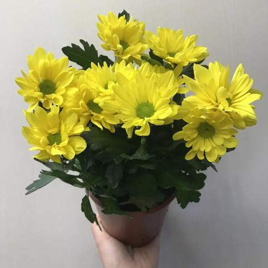 Хризантема жёлтая ромашка 🌼😍