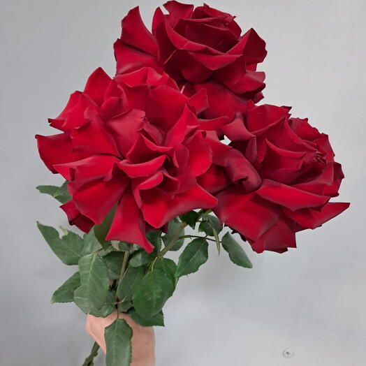 3 французских розы