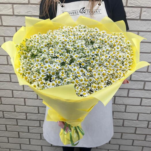 49 ромашек кустовых