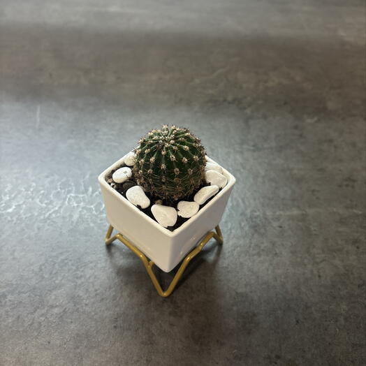 Суккулент Эхинокактус Грузони 🌵
