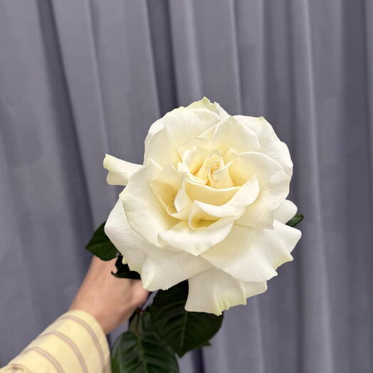 French rose white