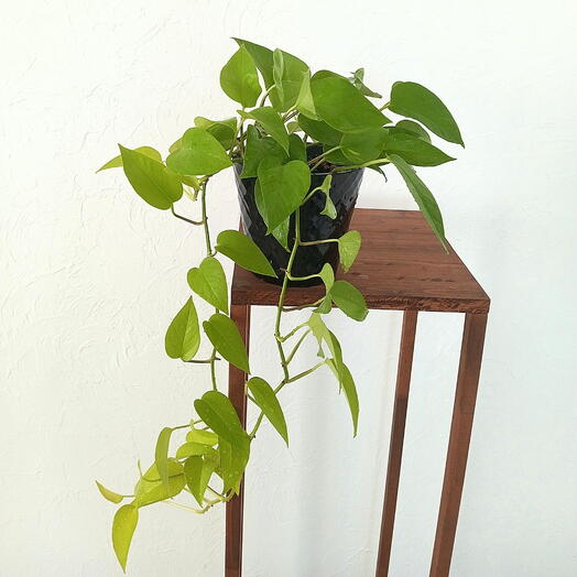 Эпипрениум Неон