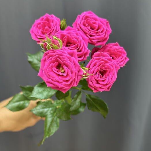 Кустовая Роза Pink yo yo