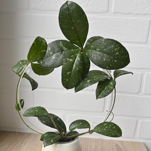 Хойя Крассиопетиолата Сплеш Раунд Лиф (Hoya crassipetiolata Splash Round Leaf)