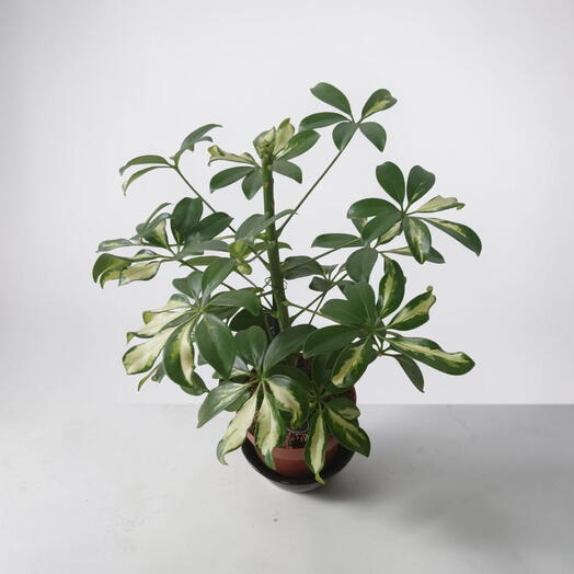 Шеффлера  вариегантная