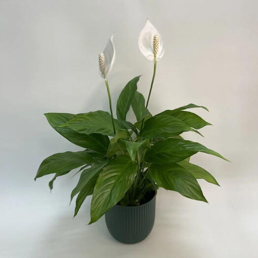 Спатифиллум / Spathiphyllum