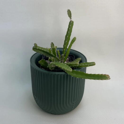 Кактус гилоцереус (Hylocereus)