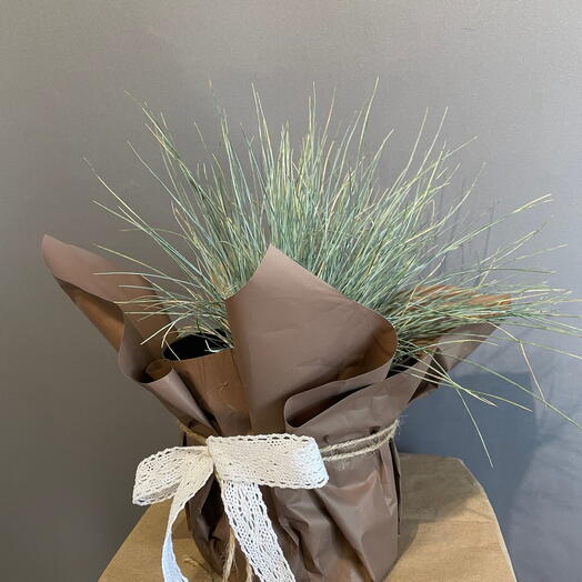 Овсяница (Festuca)